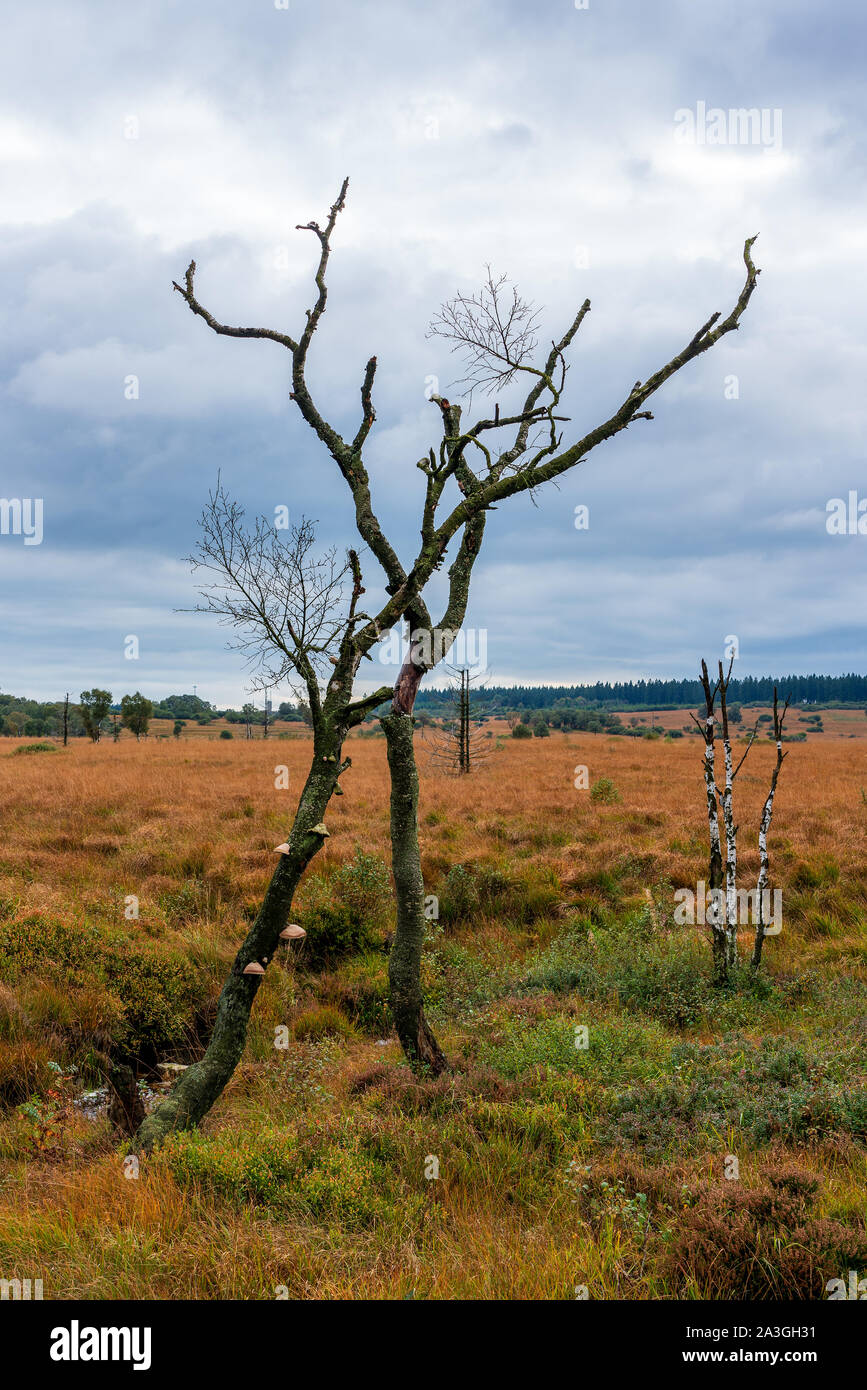 Alte kaputte Baum im Naturschutzgebiet Hohes Venn, Belgien. Stockfoto