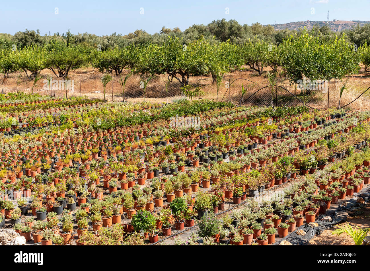 Malia, Kreta, Griechenland. September 2019. Kübelpflanzen draußen wachsen im kommerziellen Maßstab für den Verkauf der Zentren zu Garten. Stockfoto