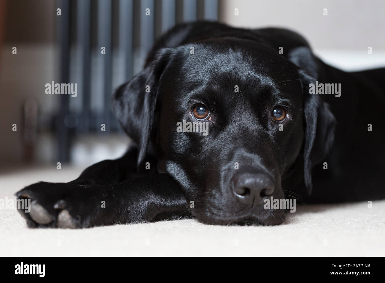 Schwarzer Labrador retriever portrait Stockfoto