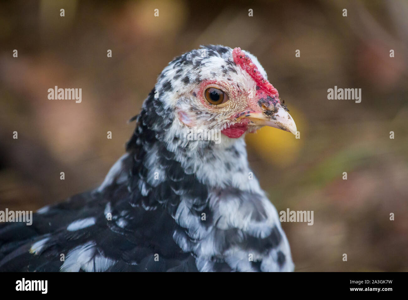 Portrait einer jungen Huhn - Stoapiperl/Steinhendl, eine vom Aussterben bedrohte Rasse Huhn aus Österreich Stockfoto