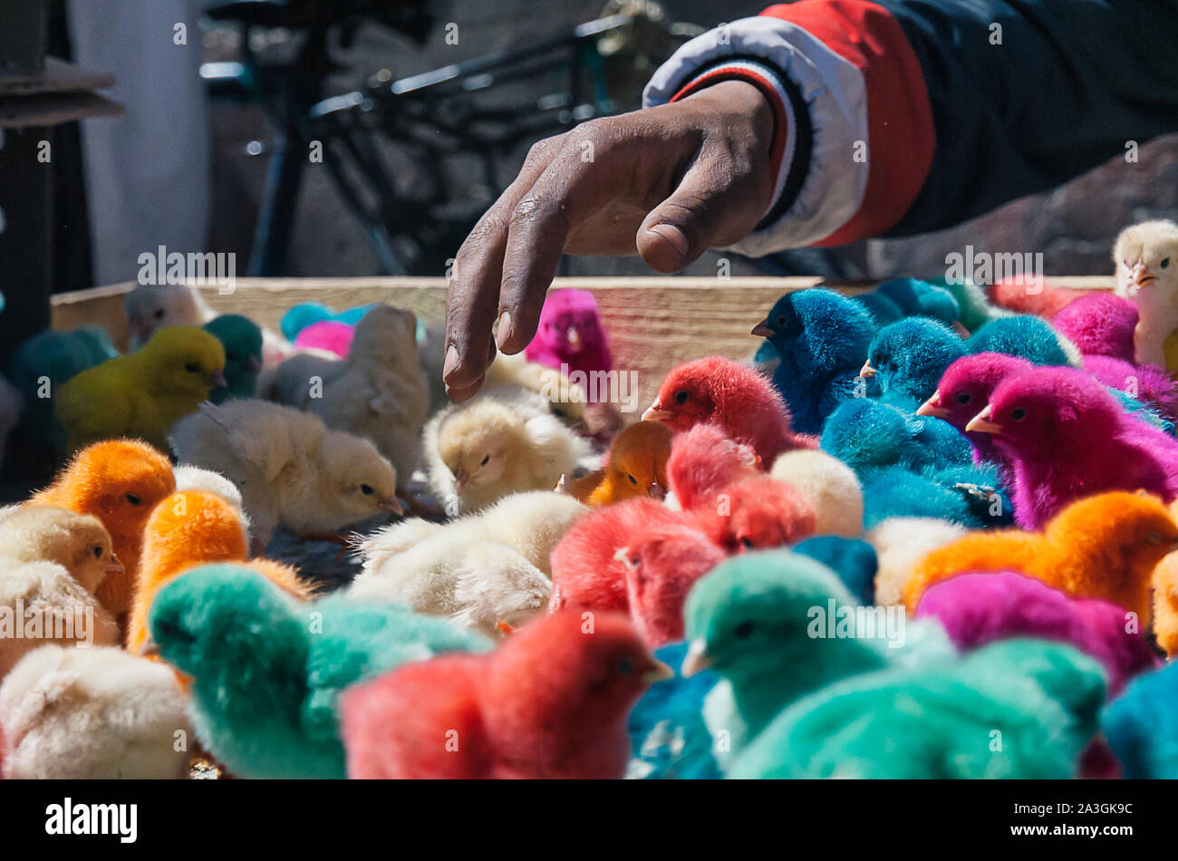 Farbhühner in Marrakesch Souk Markt, Marokko, Afrika Stockfoto