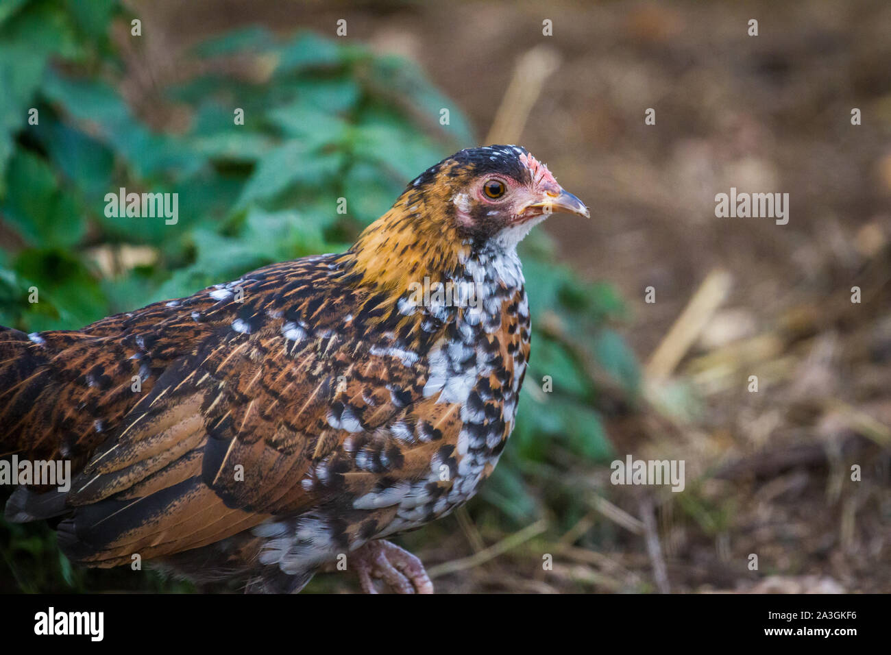 Portrait einer jungen Huhn - Stoapiperl/Steinhendl, eine vom Aussterben bedrohte Rasse Huhn aus Österreich Stockfoto