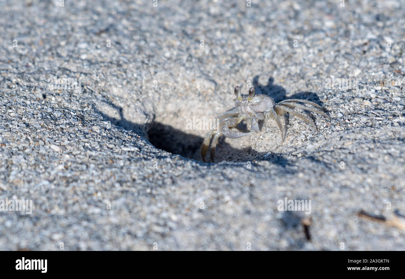 Sand crab/Ghost crab sind im Sommer im Central Florida gefunden Stockfoto