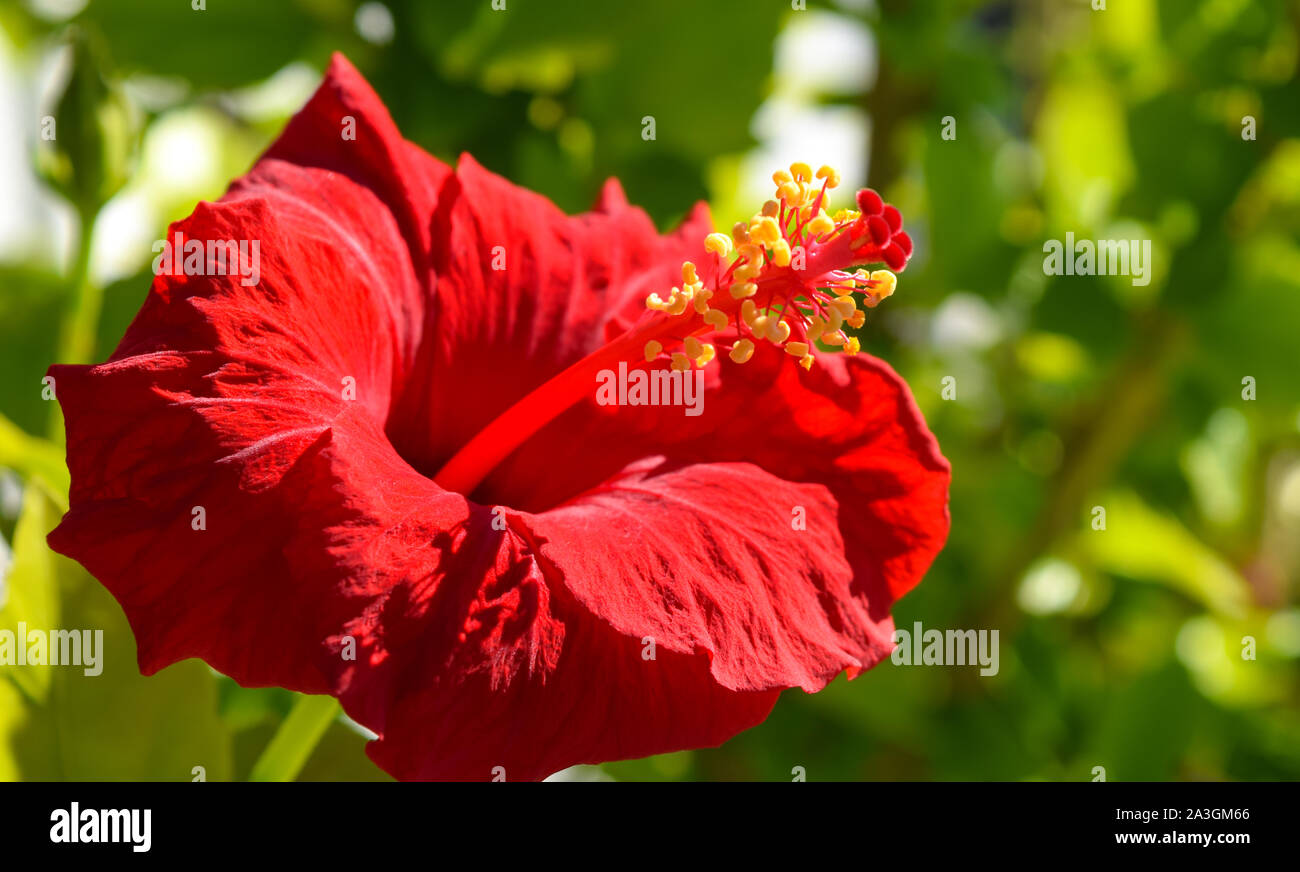 Rote Hibiskusblüte im Garten Stockfoto