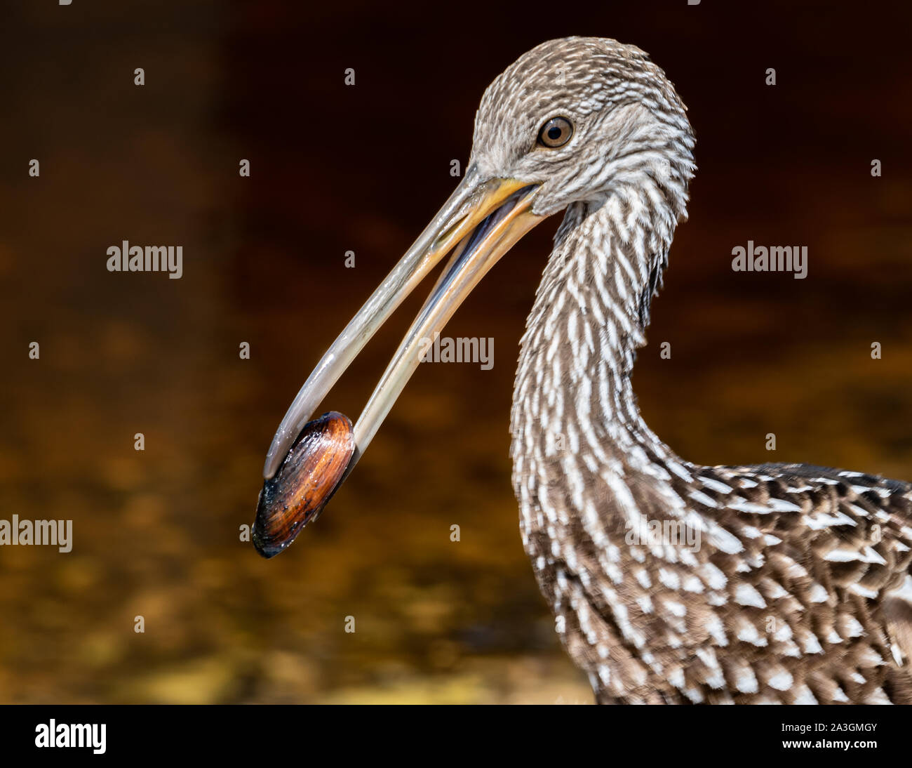 Profil eines limpkin mit einer Schnecke in seiner Rechnung Stockfoto