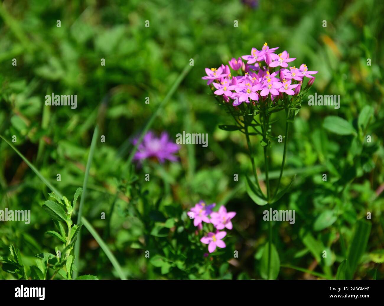 Centaurium erythraea ist eine Pflanzenart aus der Gattung der blühende Pflanze im Enzian Familie bekannt unter dem gemeinsamen Namen common centaury centaury und Europäischen. Horizontale Stockfoto