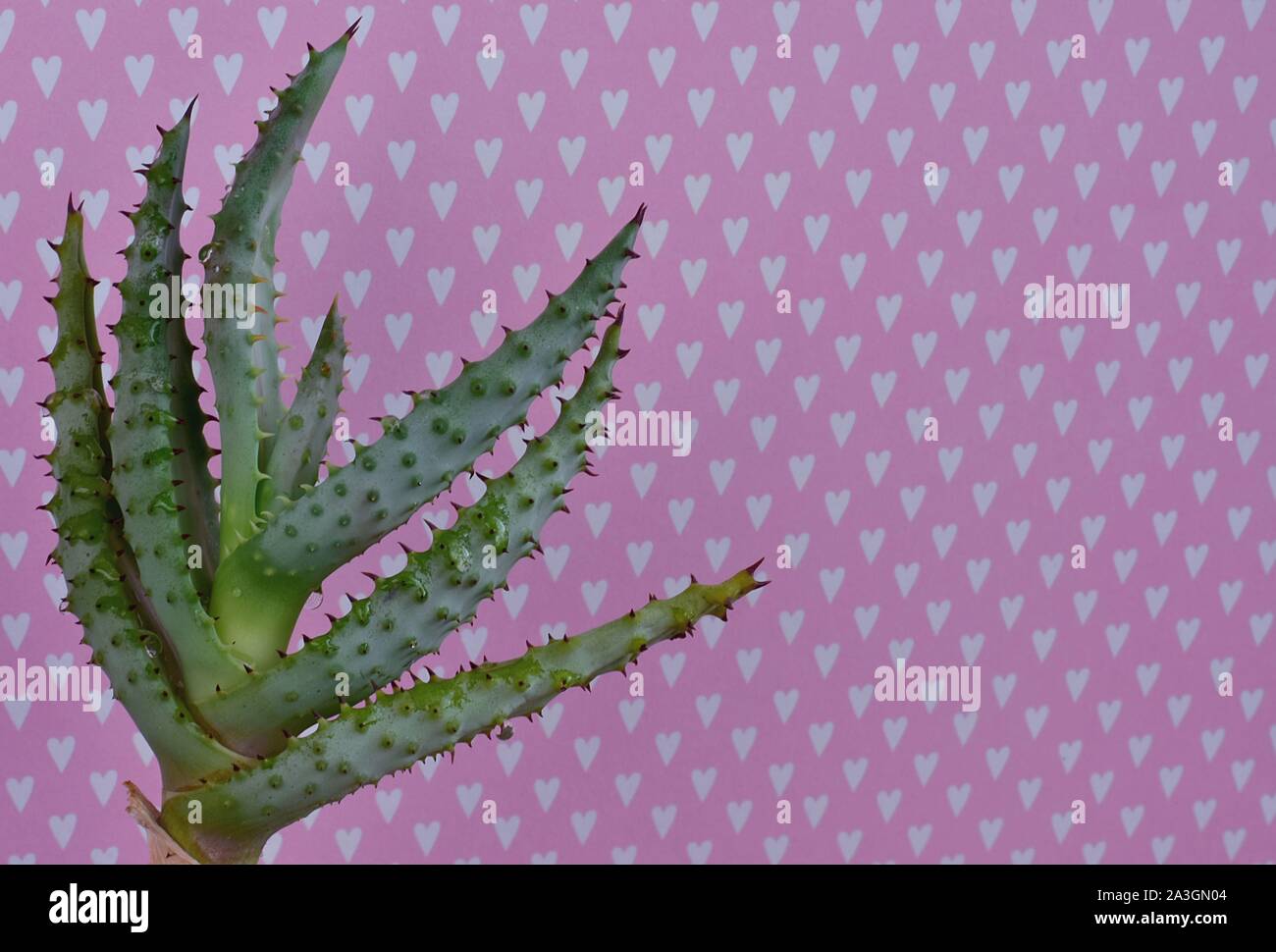 Cactus Fashion Set Design. Minimale Mode immer noch Leben. Trendige Farben. Grünen Kaktus auf rosa Hintergrund mit weißen Herzen. Stockfoto