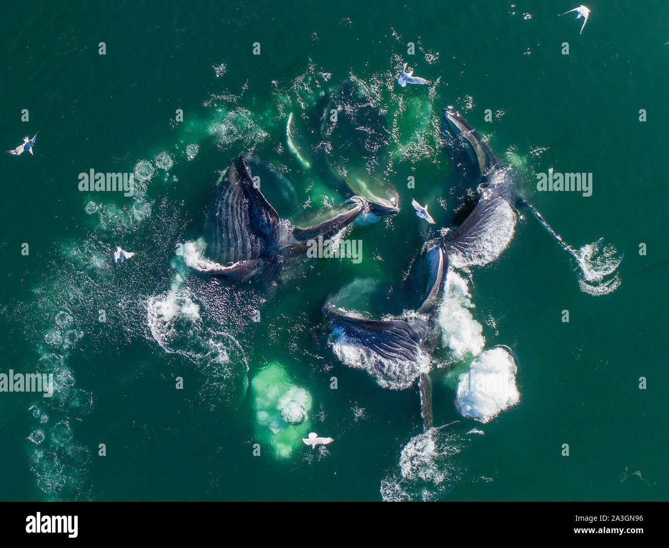 USA, Alaska, Luftaufnahme der Buckelwale (Megaptera novaeangliae) LONGIEREN an der Oberfläche des Frederick Sound, während Bubble net Fütterung auf Hering shoal o Stockfoto