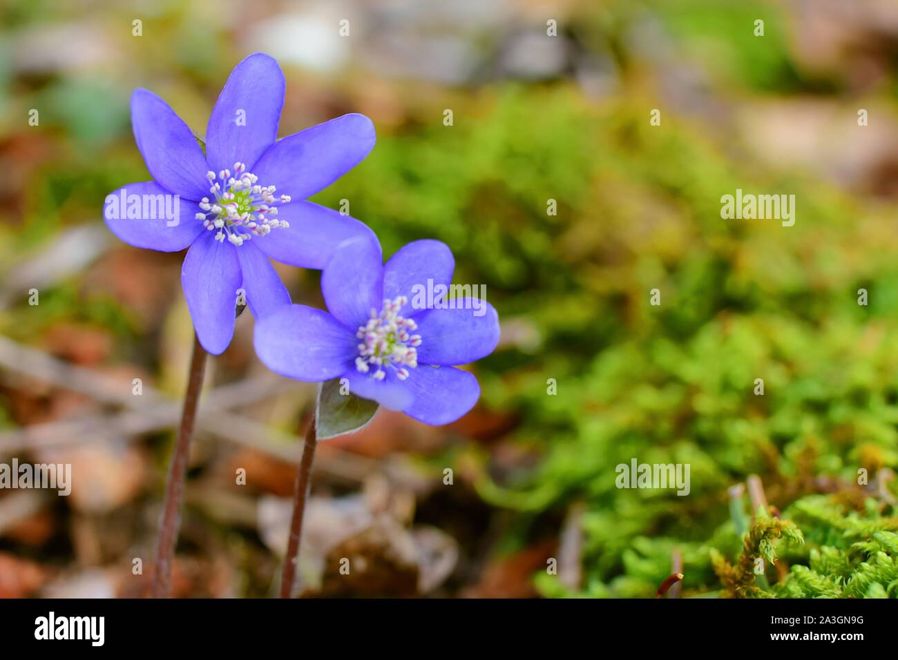 Leberblümchen, liverleaf oder zahnwurzelentzündungen im Wald. Leberblümchen ist eine Gattung der Stauden in der hahnenfußgewächse. Makro Foto. Frühling anhand von quantitativen Simulatio Stockfoto