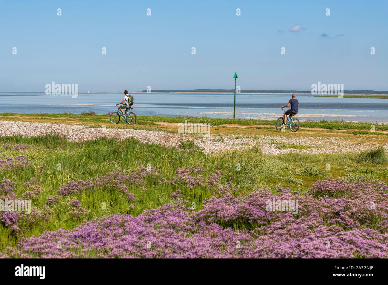 Frankreich, Somme, Somme Bay, Saint Valery sur Somme, Kap Hornu, zu den wilden statices, bei Flut während der Radfahrer sind zu Fuß entlang des Kanals des Somme Stockfoto