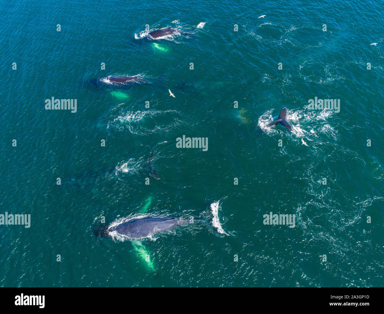 USA, Alaska, Luftaufnahme der Buckelwale (Megaptera novaeangliae) Schwimmen an der Oberfläche des Frederick Sound, während Bubble net Fütterung auf Hering shoal Stockfoto