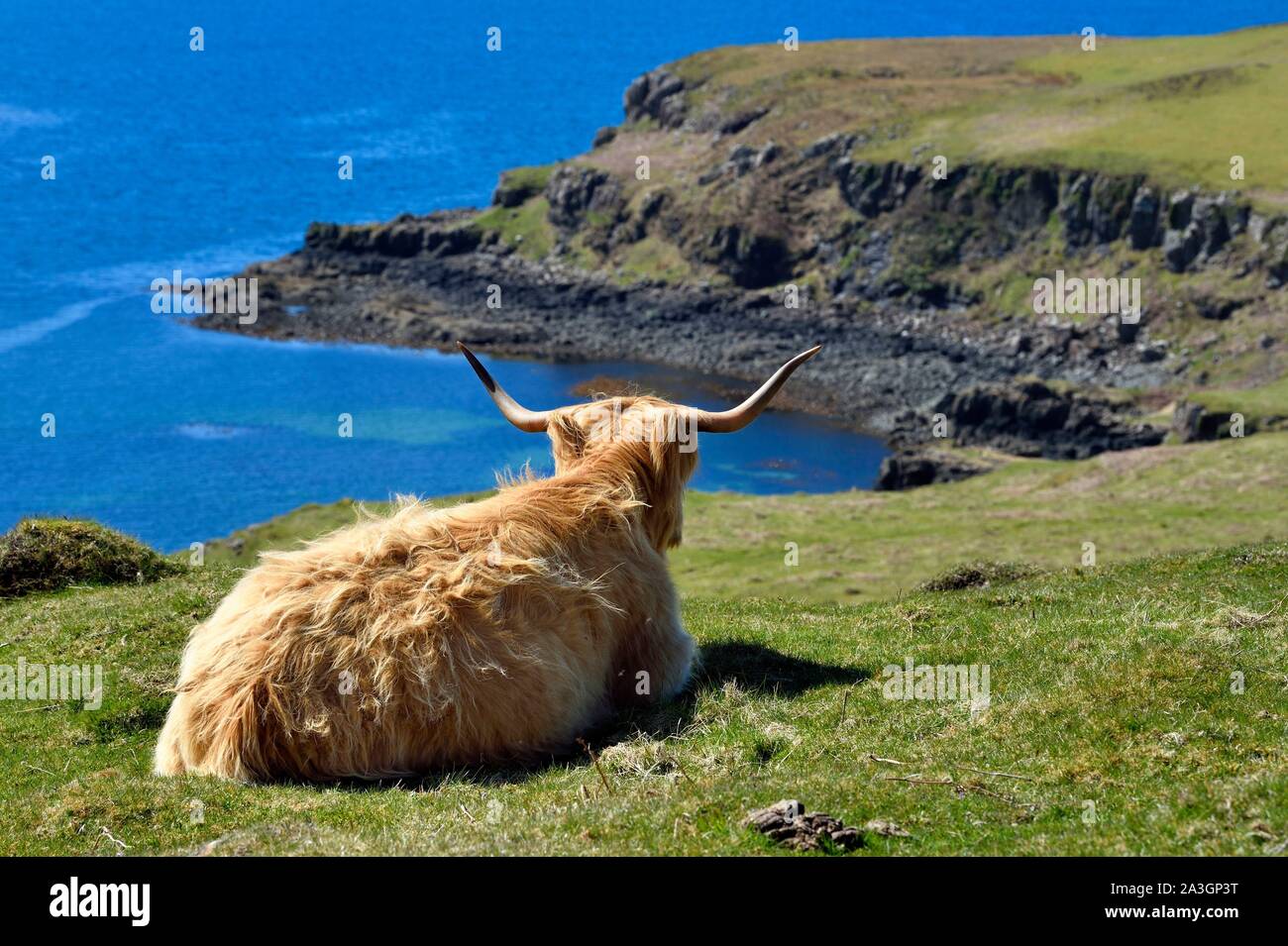 Vereinigtes Königreich, Schottland, Highland, Innere Hebriden, Isle of Mull, Highland Kuh Stockfoto