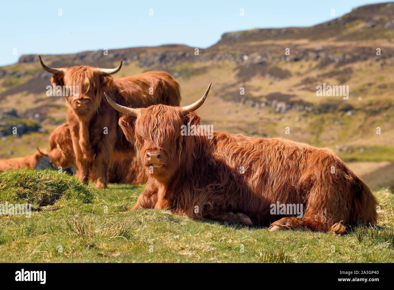Vereinigtes Königreich, Schottland, Highland, Innere Hebriden, Isle of Mull, Highland Kühe Stockfoto
