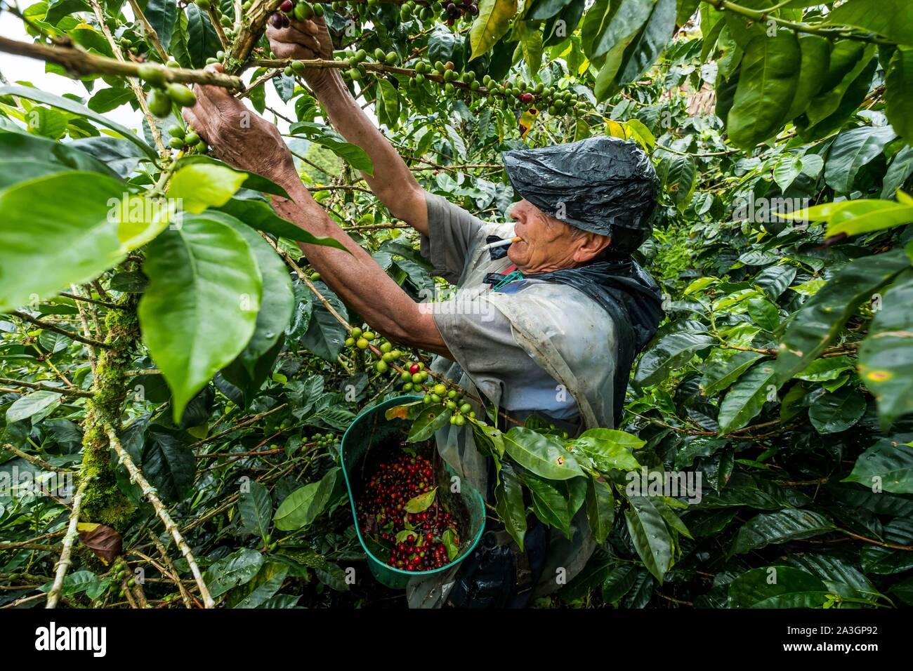 Kolumbien, Tal der Kaffee zwischen Filandia und Marseilla, Kaffee pflücken Stockfoto