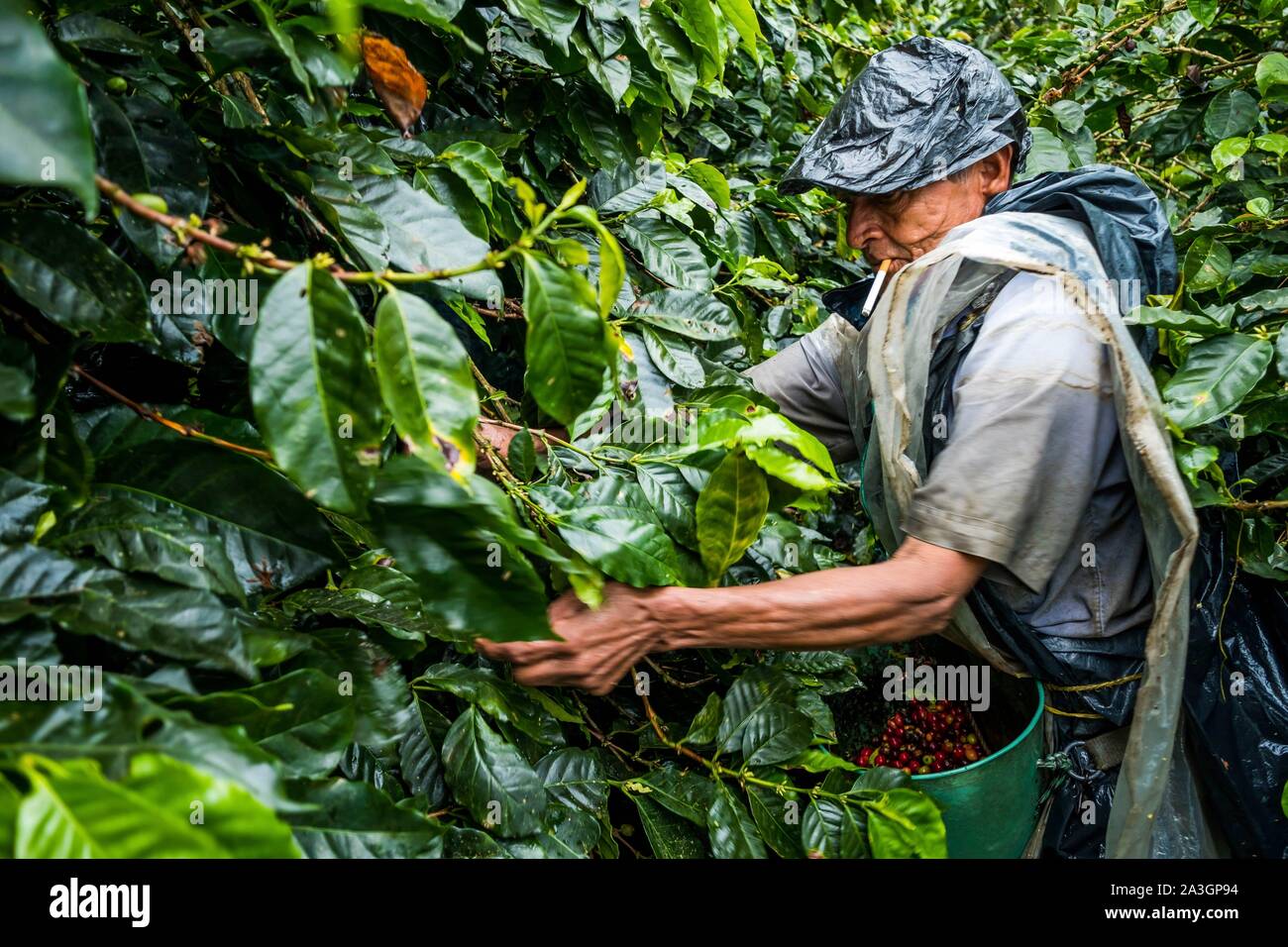 Kolumbien, das Tal von Kaffee, Kaffeebohnen Kommissionierung Stockfoto