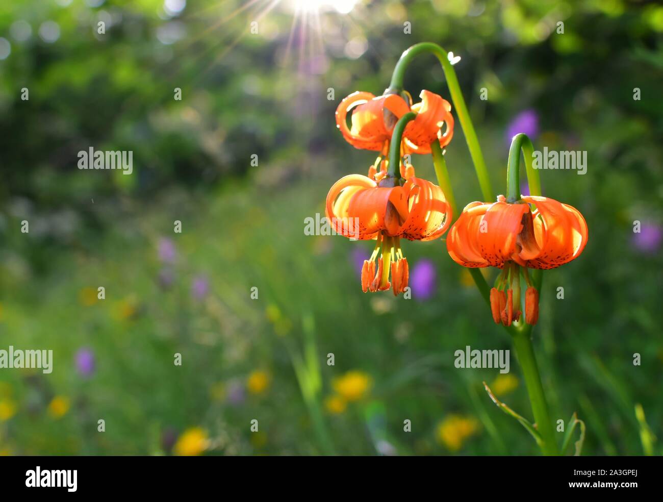 Schönes Foto von Lilium carniolicum, allgemein Golden Apple oder Krainer Lily genannt. Sie wird von den goldenen Sonnenstrahlen umgeben. Stockfoto