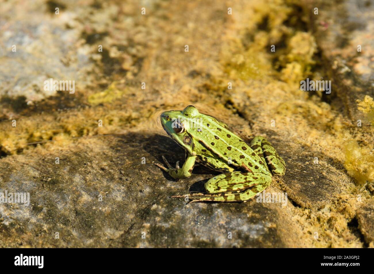 Polen, Westpommern, Smolecin (Szczecin), der Polnischen grünen Frosch oder wasserfrosch (Pelophylax kl. ESCULENTUS) Stockfoto