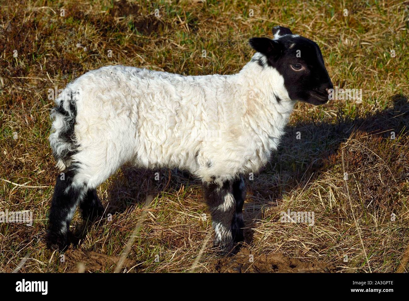 Vereinigtes Königreich, Schottland, Highland, Innere Hebriden, Isle of Mull, schottischen Blackface Schafe Lamm Stockfoto