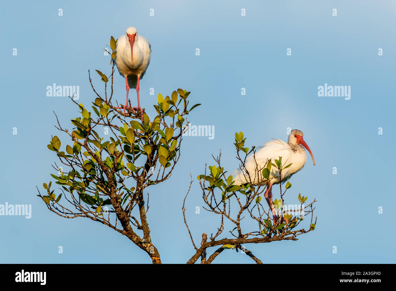 Mehrere Ibis thront in einem Baum Stockfoto