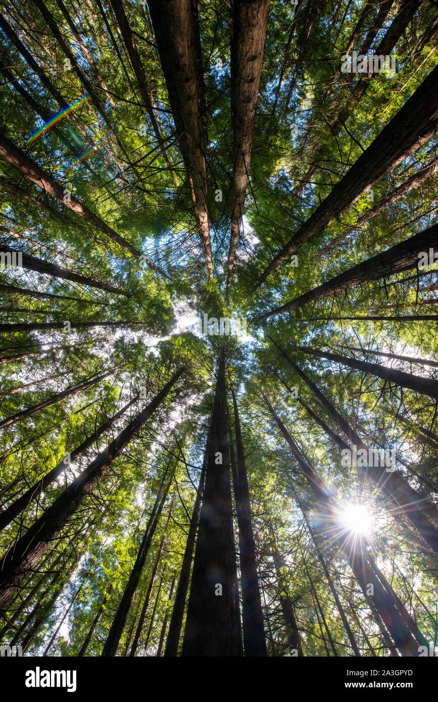 Ansicht von unten in die Baumkronen, Redwood Forest, Sequoia sempervirens (Sequoia sempervirens), Whakarewarewa Forest, Rotorua, North Island, New Stockfoto