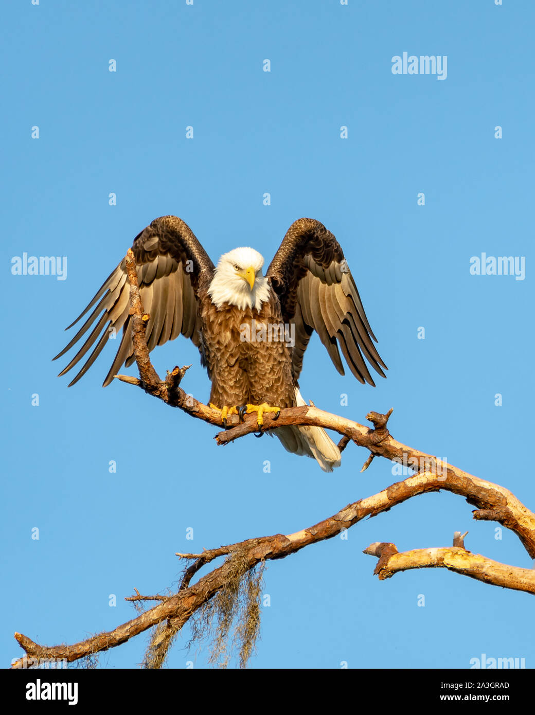 Adler thront auf einem Zweig mit seinem Flügel ausbreiten wie ein Engel Stockfoto