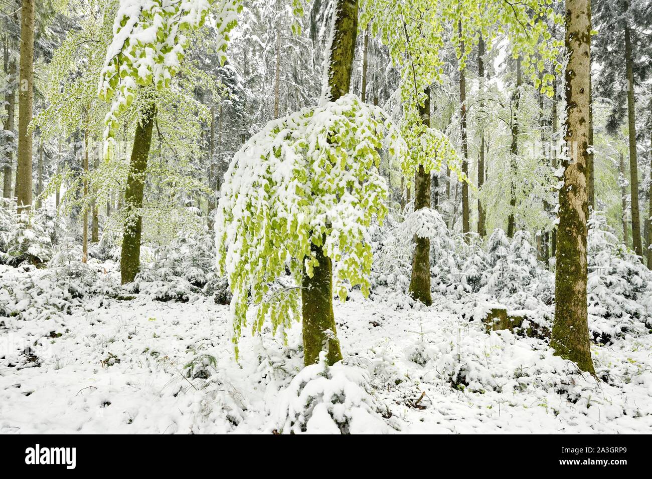Gemeinsame Buchen (Fagus sylvatica), während Blatt Entstehung mit Schnee, Mischwald, Lindenberg, Kanton Aargau, Schweiz Stockfoto