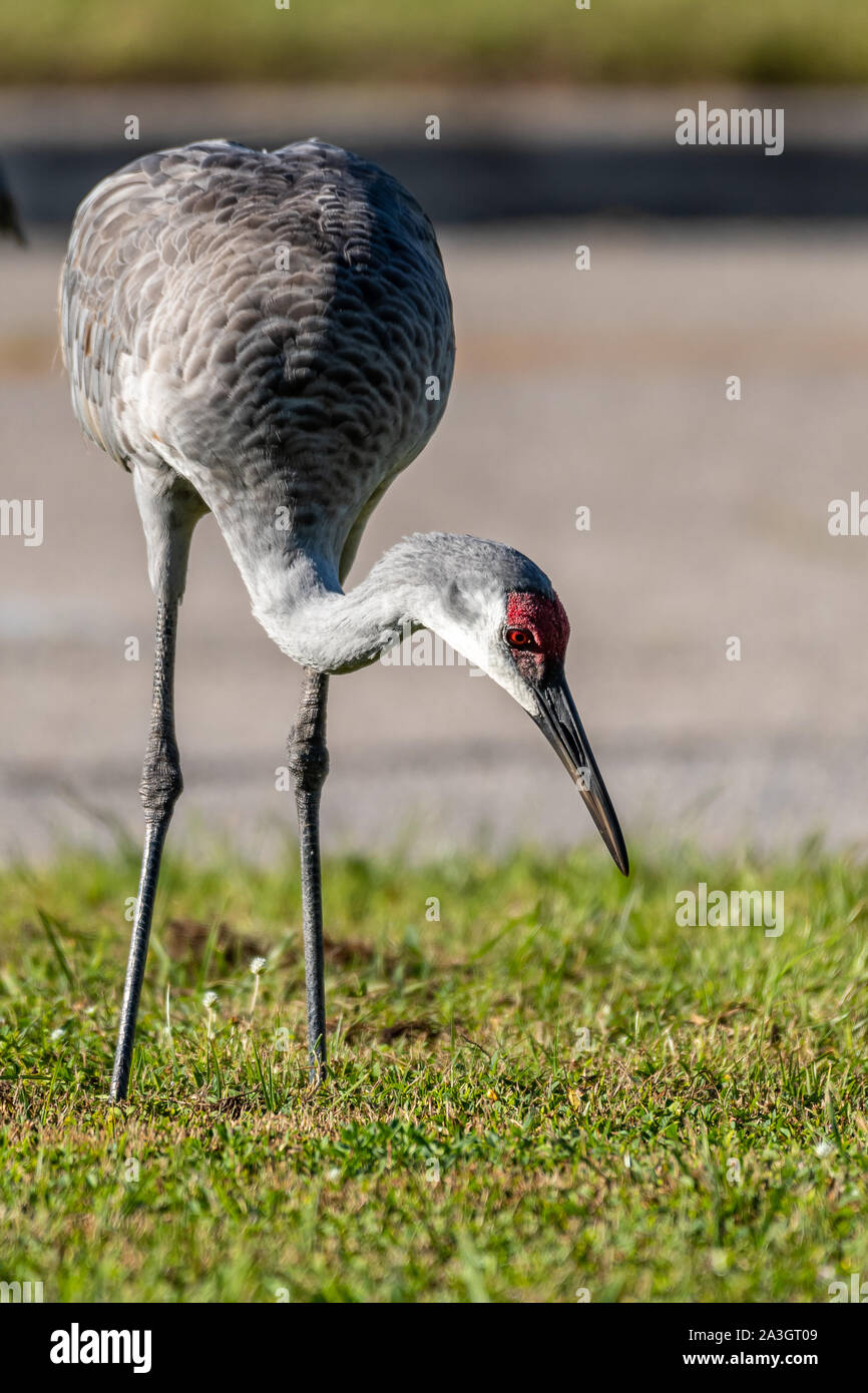 Sandhill Crane sucht nach Essen in einem nahe gelegenen Rasen Stockfoto