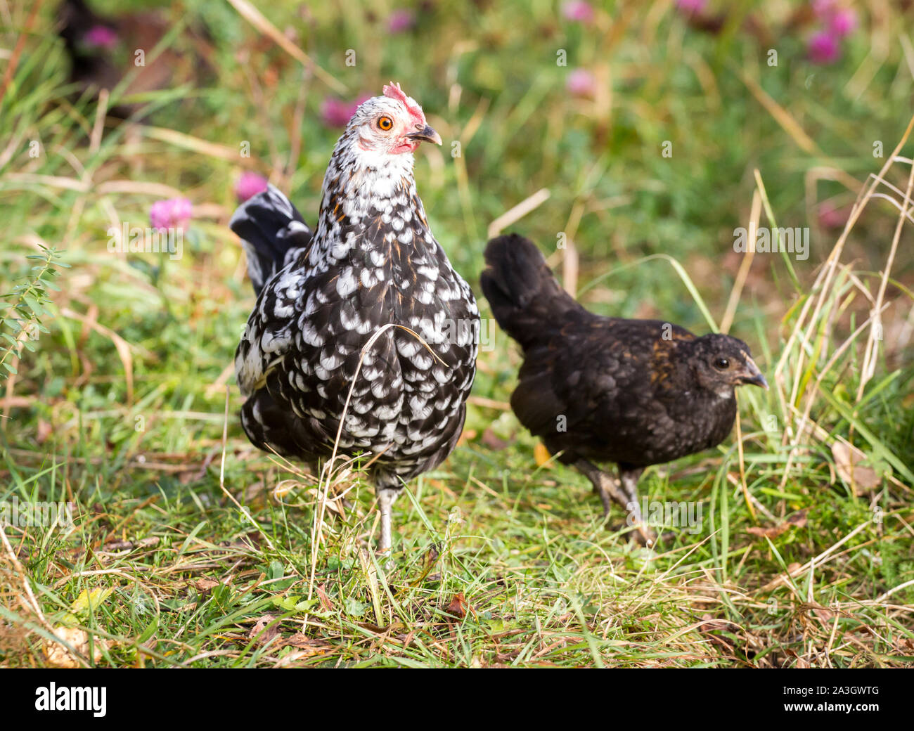 Henne und ihre Jungen - Stoapiperl/Steinhendl, eine vom Aussterben bedrohte Rasse Huhn aus Österreich Stockfoto