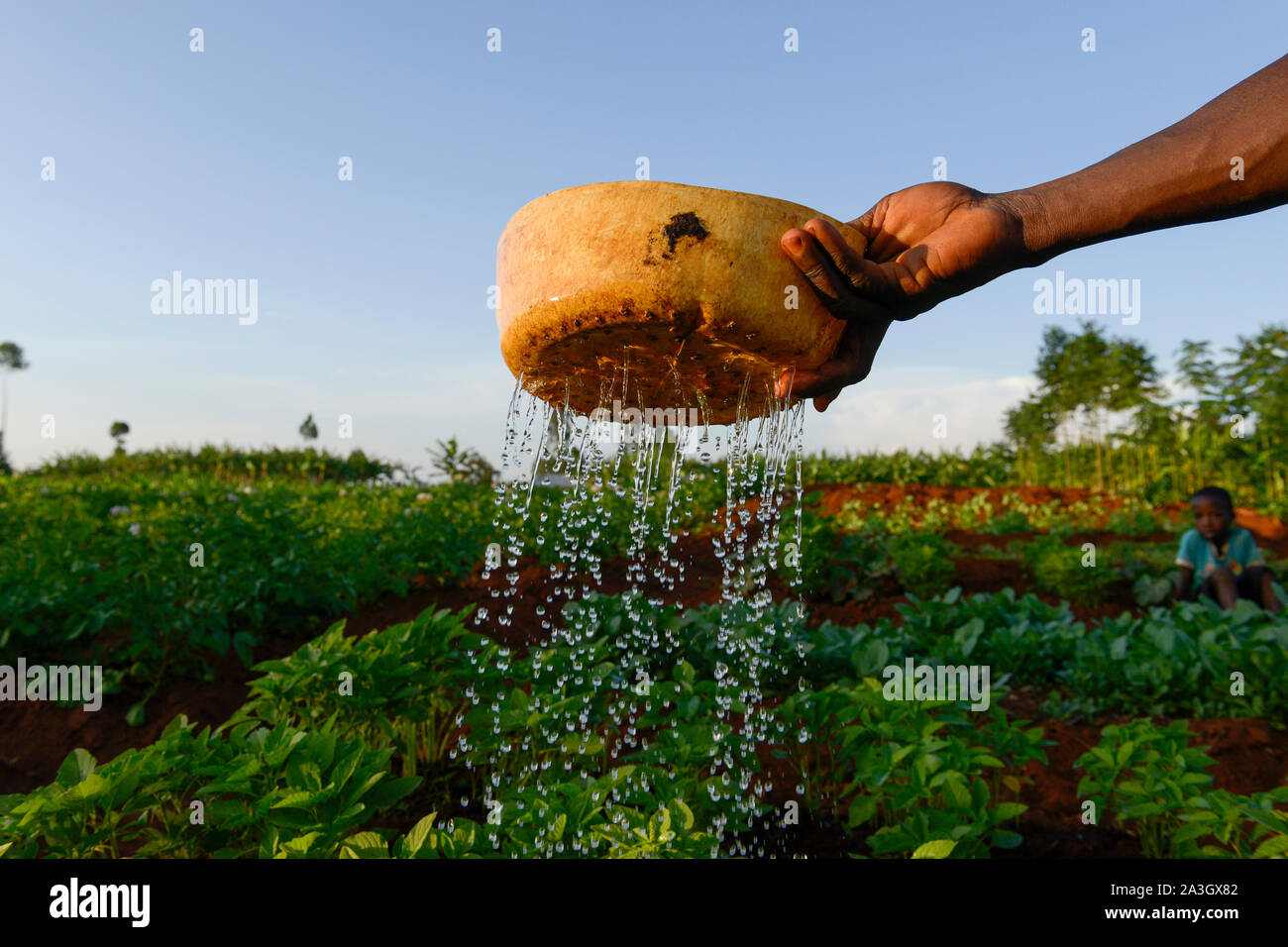Tansania, Tarime Bezirk, Dorf Kewamaba, kleinen Bauer bewässert Gemüse Feld in den Abend mit selbst gemacht Kopf aus Kunststoff jerry Dusche kann Stockfoto