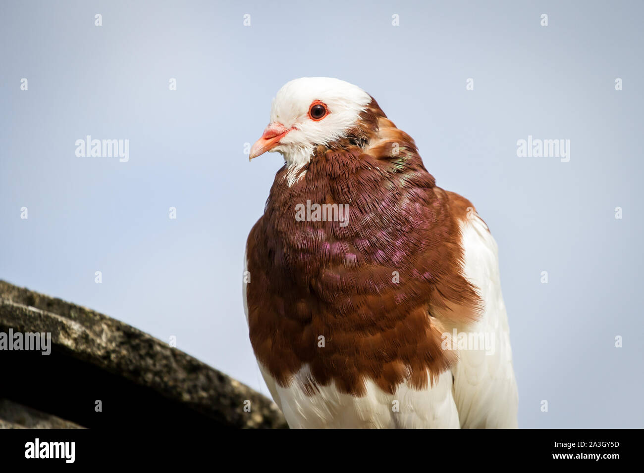 Österreichischer Ganselkröpfer - eine gefährdete Taube Rasse aus Österreich Stockfoto