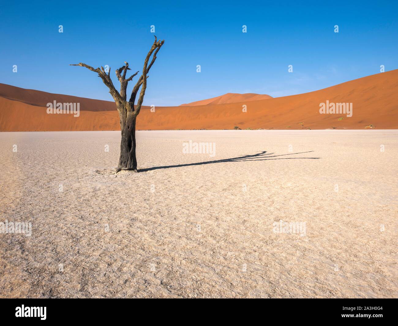 Namibia, otjozondjupa Provinz, Namib-Naukluft-Nationalpark, Deadvlei Stockfoto