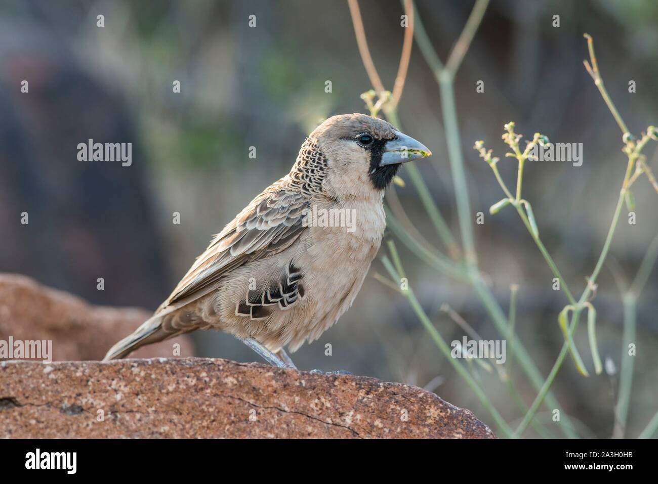 Namibia, Karas Provinz, Köcherbaumwald, kontaktfreudig Weber Stockfoto