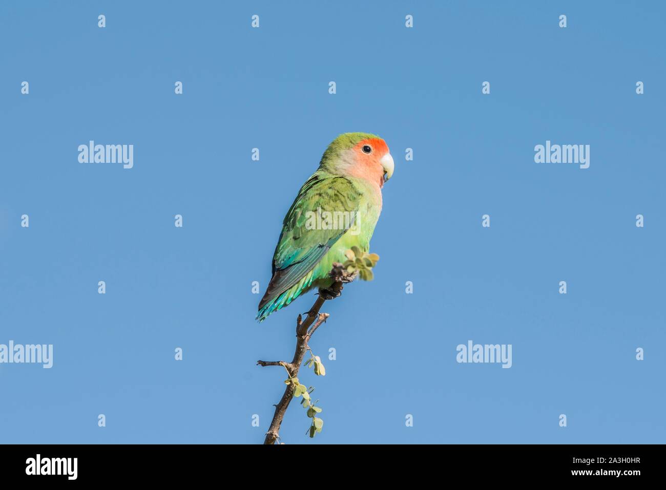 Namibia, Karas Provinz, Köcherbaumwald, rosig Lovebird konfrontiert Stockfoto