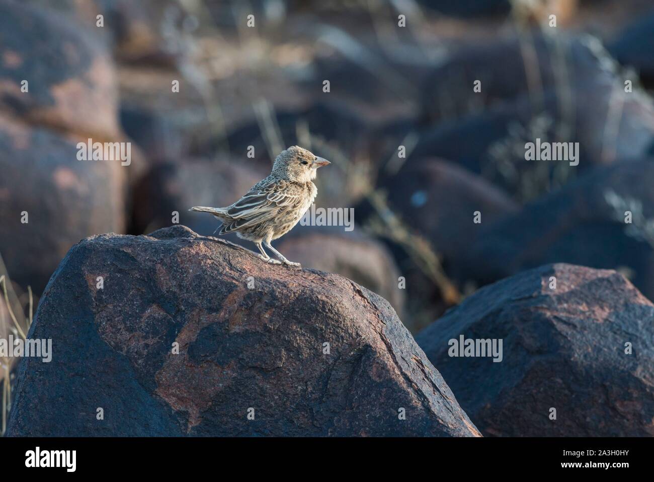 Namibia, Karas Provinz, Köcherbaumwald, kontaktfreudig Weber Stockfoto