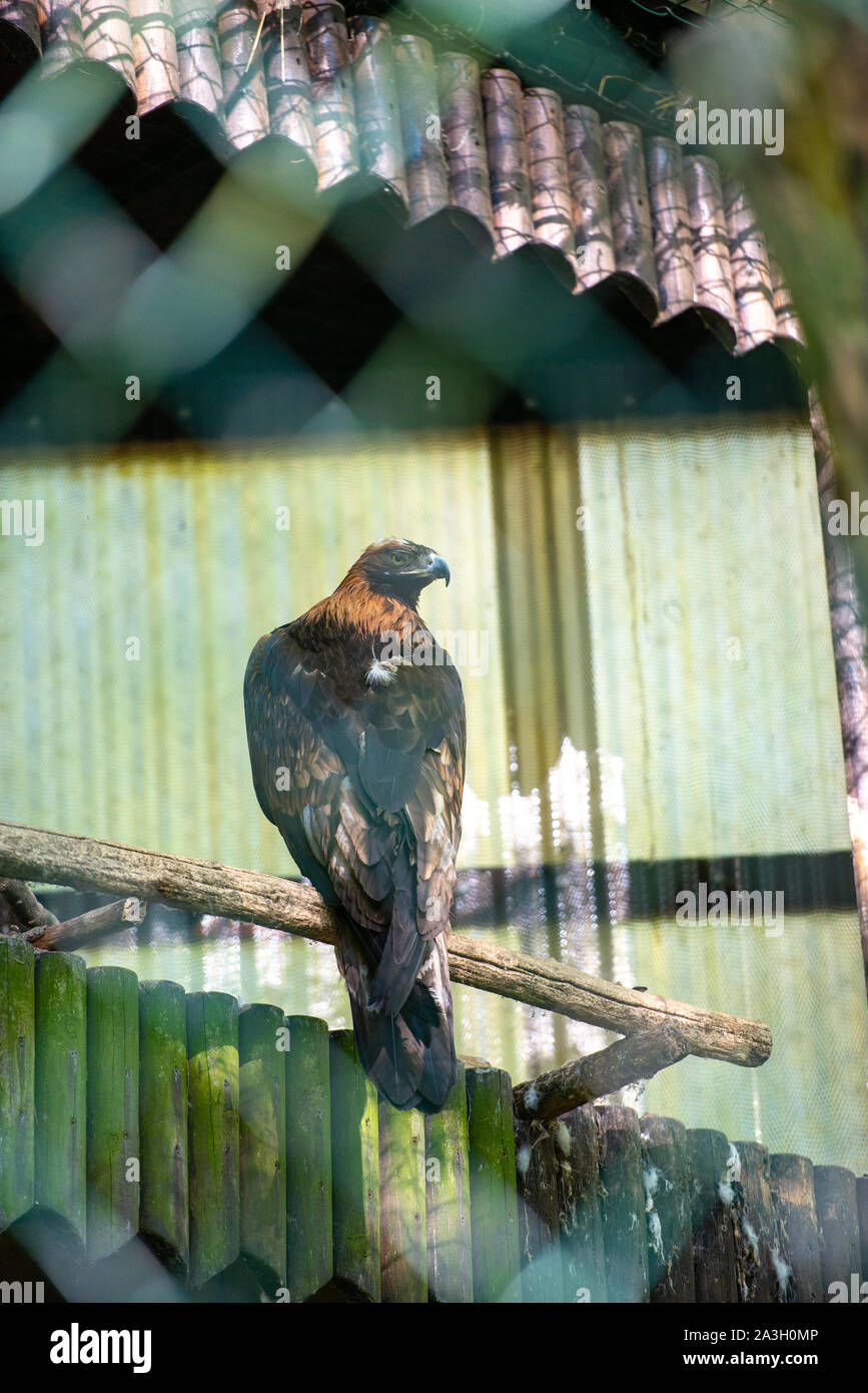 Der goldene Adler beobachtet sorgfältig seine Umgebung. Aquila Chrysaetos Stockfoto