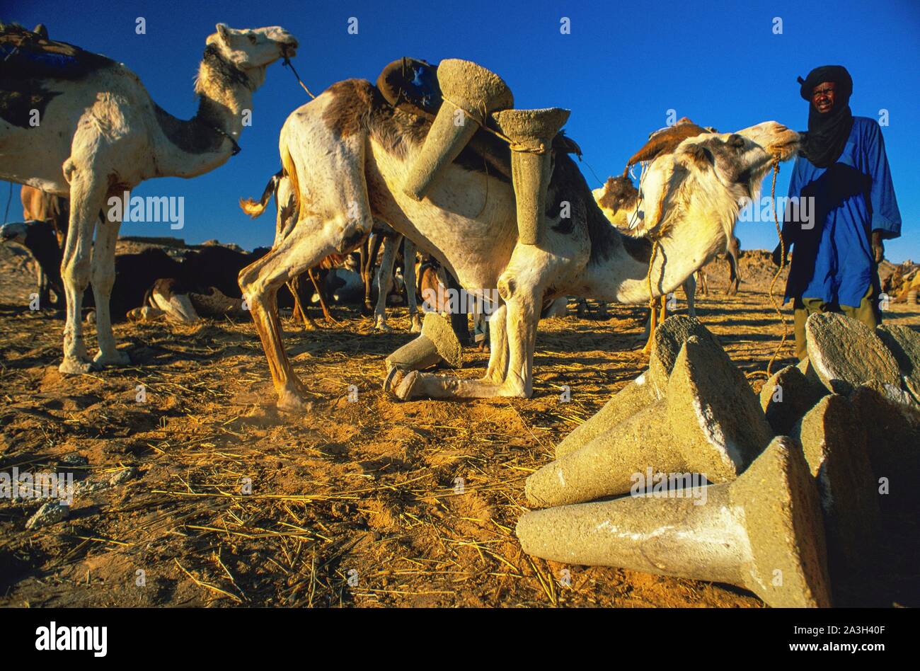 Niger, Ténéré, Wohnwagen von Salz in die Minen von bilma und Fachi in die ténéré Stockfoto