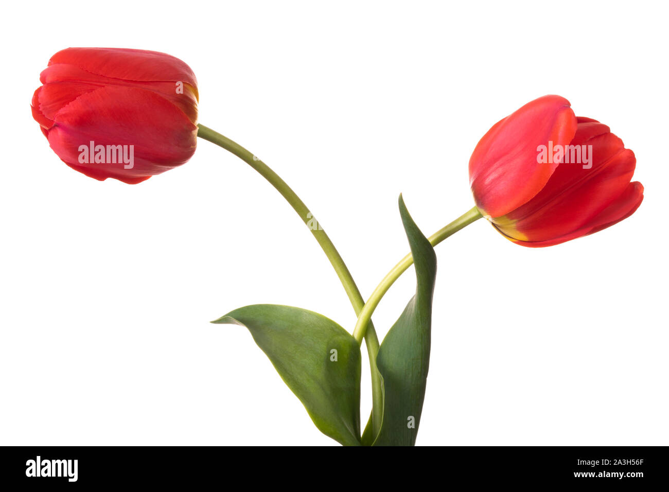 Tulpen Paar auf weißem Hintergrund Stockfoto