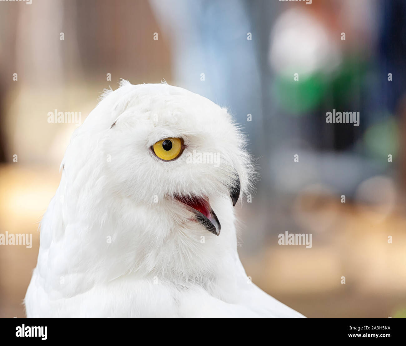 Snowy Owl-Bubo scandiacus, eine große, weiße Eule der typischen Eule Familie. Schneeeulen sind native zu den arktischen Regionen in Nordamerika und Eurasien. Stockfoto