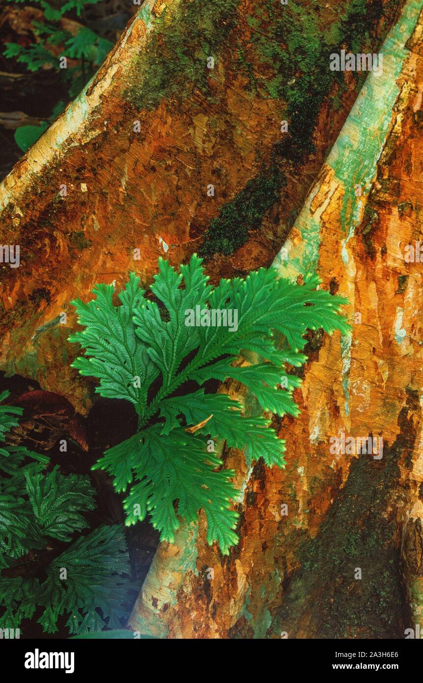 Malaysia, Borneo, Danum Valley, Farne und Lianen an Bäumen wachsen, der Danum Valley Conservation Area ist eine Fläche von 438 Quadratkilometer relativ unberührt Tiefland dipterocarpen Wälder in Sabah, Malaysia. grosse Vielfalt der tropischen Flora und Fauna, darunter Arten wie der seltene Eastern Sumatran Rhinoceros, das Borneo Orang-Utan, der Gibbon, der mousedora, der Nebelparder und mehr als 270 Vogelarten Stockfoto
