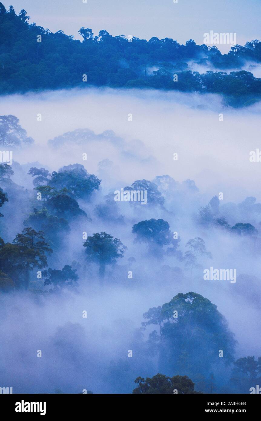 Malaysia, Borneo, Danum Valley, das Danum Valley Conservation Area ist ein 438 Quadratkilometer Ausdehnung der relativ unberührten Tiefland dipterocarpen Wälder in Sabah, Malaysia, mit einer breiten Vielfalt der tropischen Flora und Fauna, darunter Arten wie seltene Eastern Sumatran Rhinoceros, Borneo Orangutan, Gibbon, mousedere, nebulöse Leopard und mehr als 270 Vogelarten Stockfoto