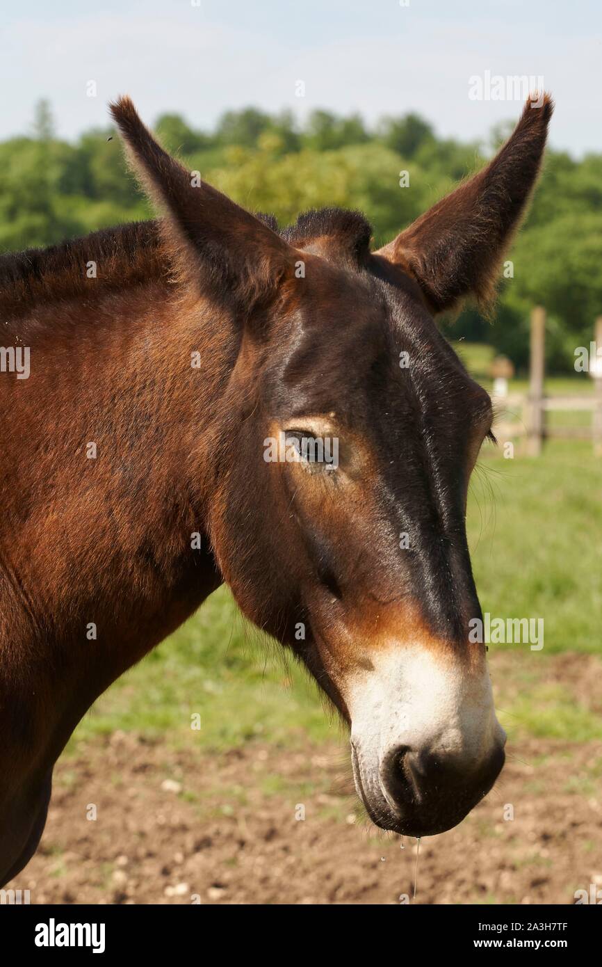 Frankreich, Charente Maritime, Dampierre sur le bouton, asinerie Baudet du Poitou, Poitevin Maultier geboren von Kreuz zwischen einem Esel und einem Mare Stockfoto