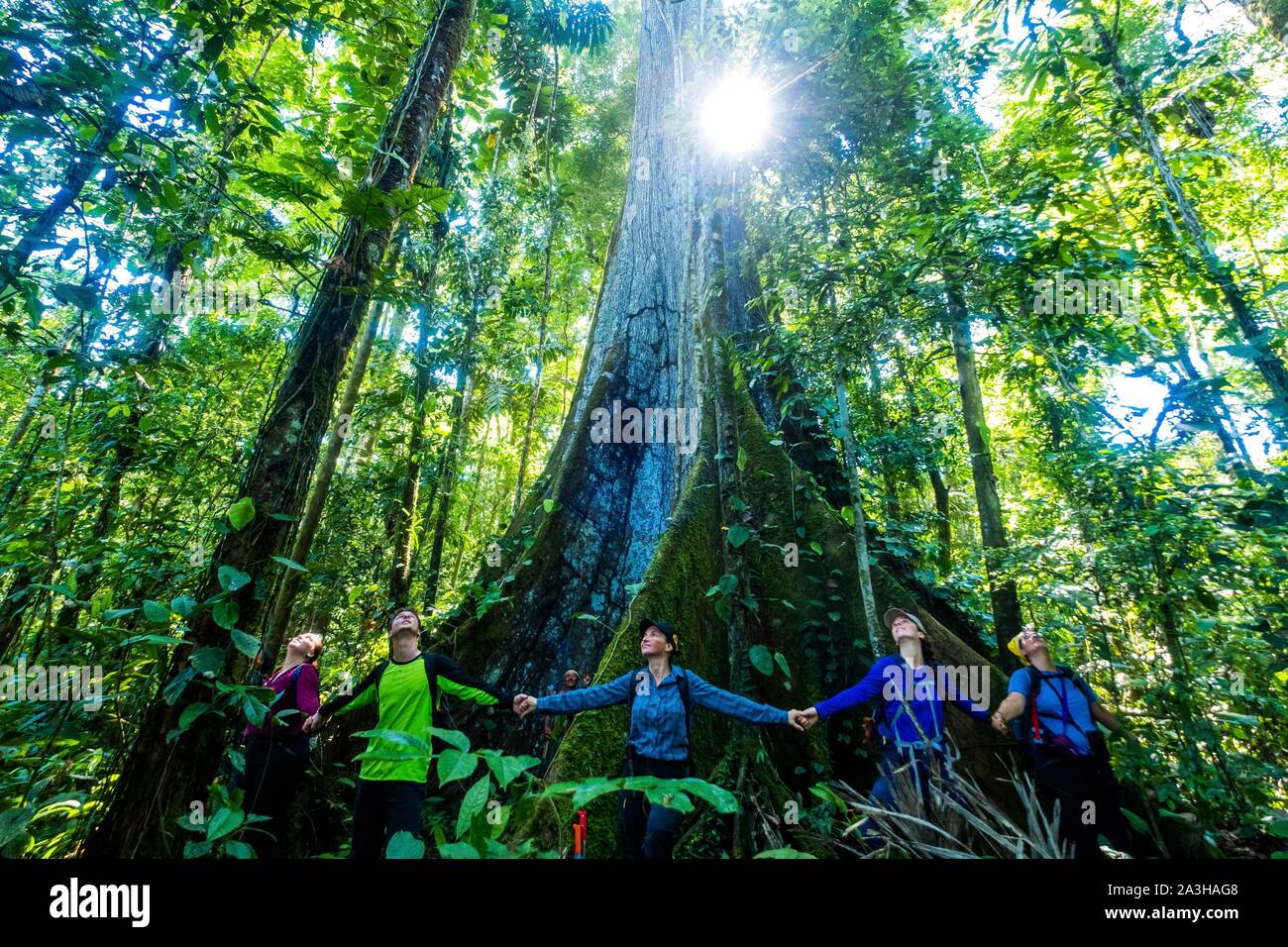 Ecuador, Tena, immersion Leben Erfahrungen mit der Waoranis des Rio Nushino, Baumwolle, Kapok, ceibo oder ceiba pentandra, brüderlichen Kreis um seinen Stamm Stockfoto