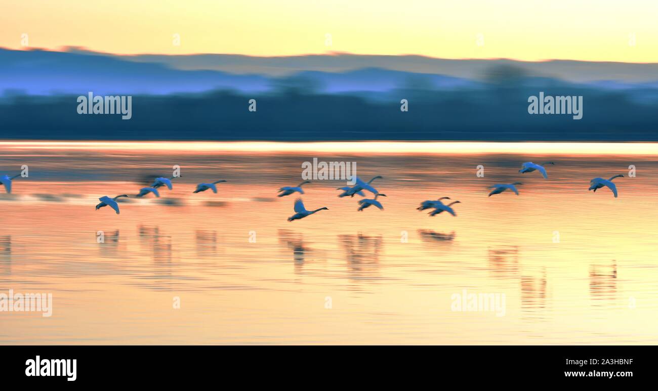 Eine Gruppe von Schwänen Fliegen über die Drau bei Sonnenuntergang. Unscharfer Hintergrund. Stockfoto