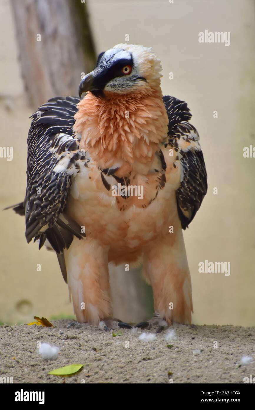 Der Bartgeier ist ein Raubvogel und das einzige Mitglied der Gattung Gypaetus. Es war auf der Roten Liste eingestuft. Wien Zoo. Stockfoto