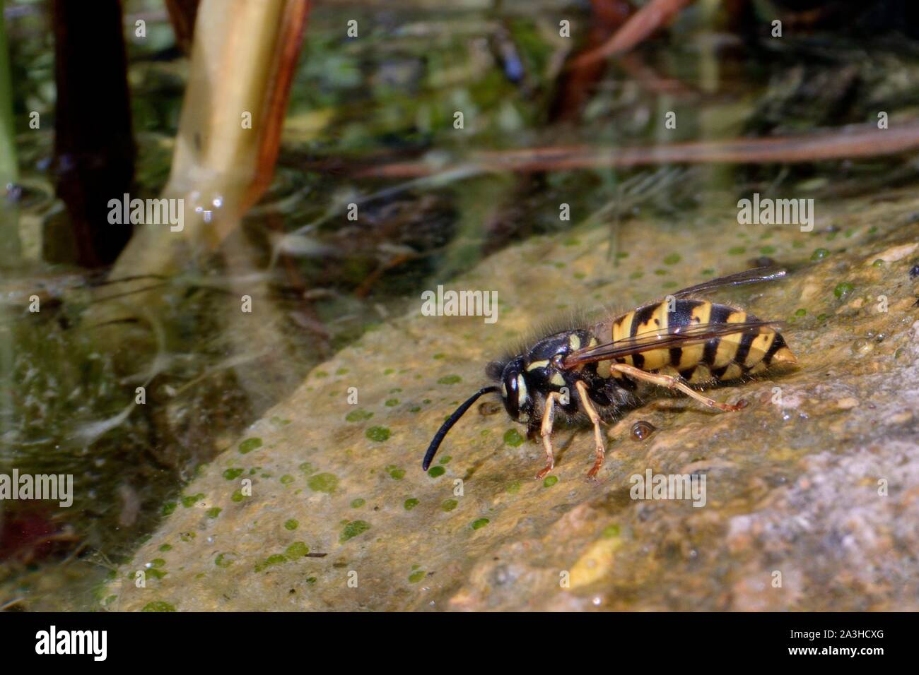 Gemeinsame Wespe (Vespula vulgaris) Trinkwasser, wie es am Rande der einen Gartenteich, Wiltshire, Großbritannien, Juli liegt. Stockfoto