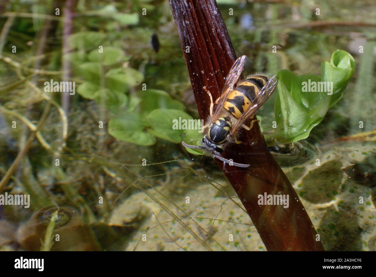 Gemeinsame Wespe (Vespula vulgaris) Trinkwasser aus einem Gartenteich, Wiltshire, Großbritannien, Juli. Stockfoto