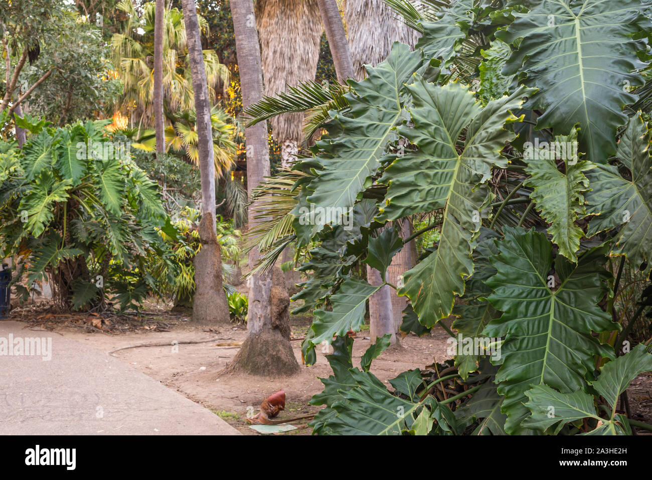 Nature Trail im Balboa Park. San Diego, Kalifornien, USA. Stockfoto