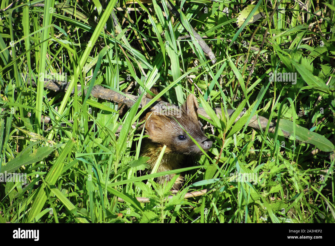 Marder oder Martes martes im grünen Gras Stockfoto