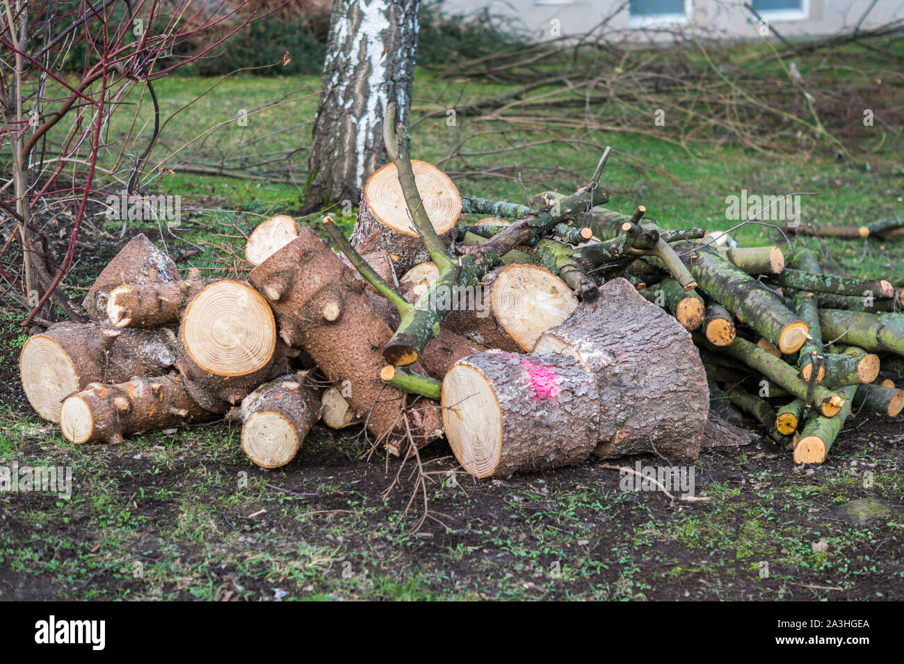 Holz schneiden im Frühjahr Stockfoto