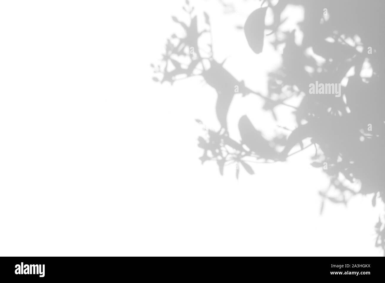 Overlay für Foto. Graue Schatten von zarten Blüten und Blätter auf einer weißen Wand. Abstrakten neutralen Charakter Konzept Hintergrund. Platz für Text. Blu Stockfoto
